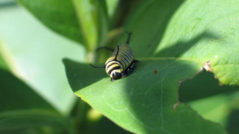 Unigro – Caterpillar